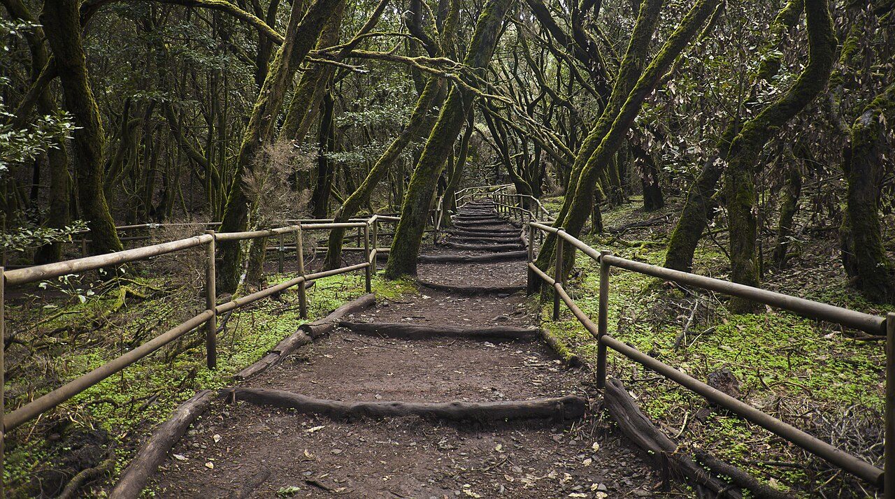 Sendero con barandilla de madera que atraviesa un bosque denso de troncos retorcidos cubiertos de musgo verde