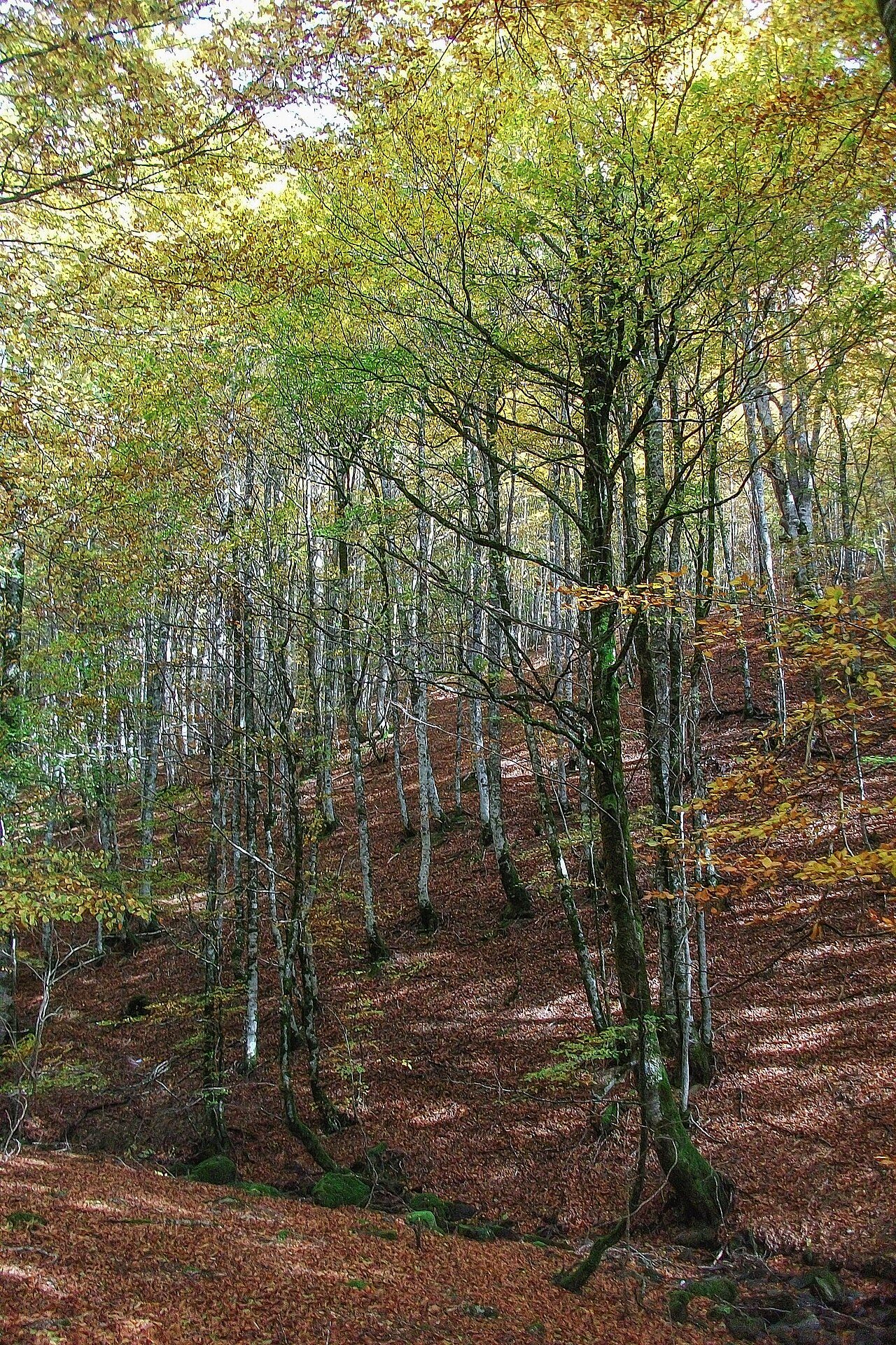 Bosque de hayas en ladera, con troncos grises, rectos y lisos, hojas verdes y amarillentas y el suelo cubierto de hojarasca, casi sin matorral