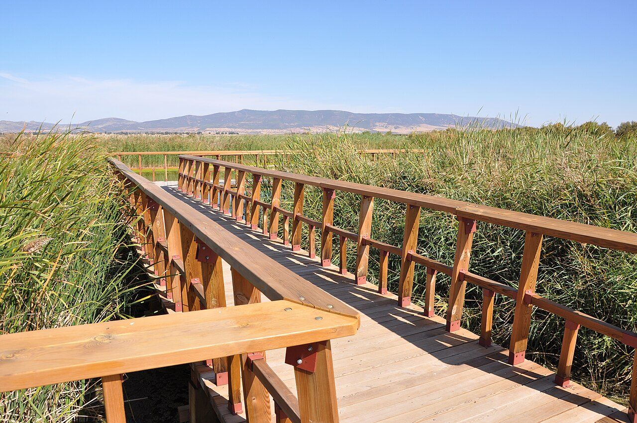 Pasarela de madera que atraviesa un denso carrizal en las Tablas de Daimiel, con sierras al fondo y cielo despejado.