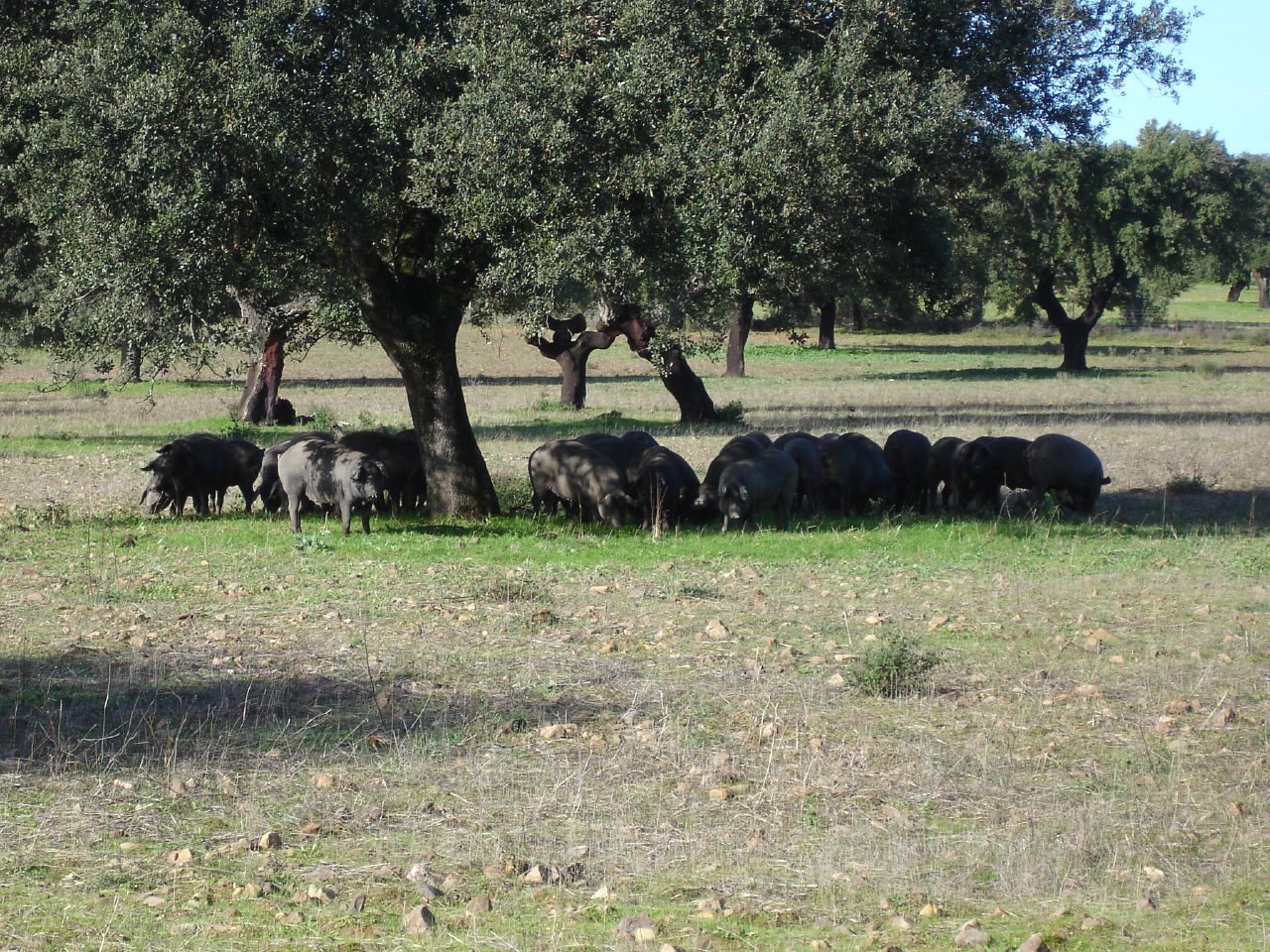Piara de cerdos ibéricos negros pastando bajo encinas dispersas en una dehesa de Extremadura