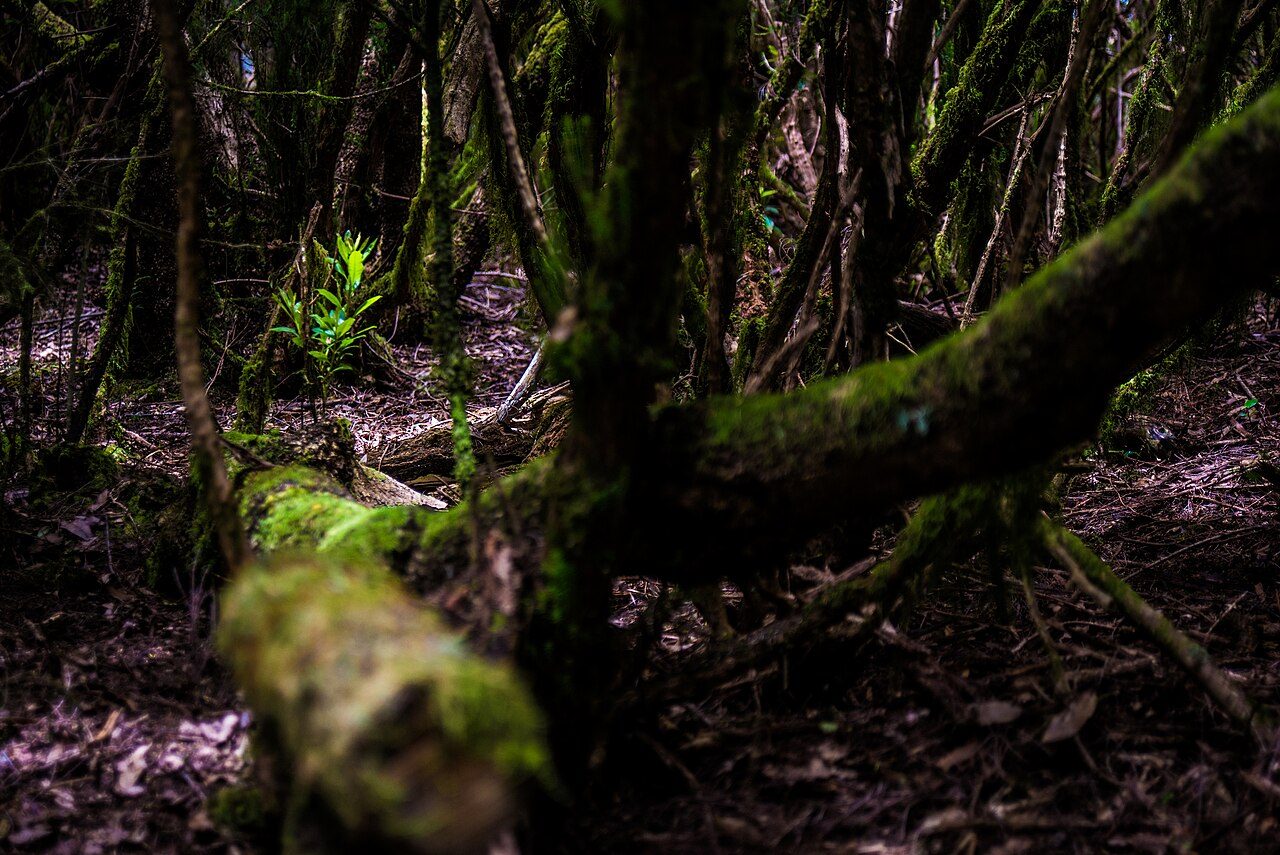 Interior de un bosque denso de laurisilva con troncos cubiertos de musgo y luz tenue.